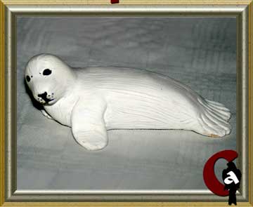 Harp seal - Phoca groenlandica